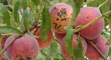 Účinná opatření proti škůdcům a chorobám broskvoně